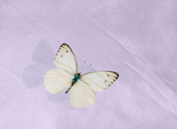 Snurk dekbedovertrek Butterfly lilac